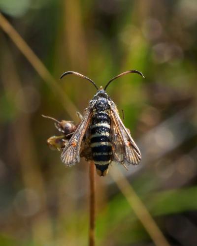 Réf. 288 093 : Bembecia ichneumoniformis
